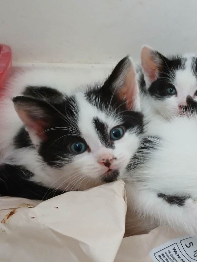 Sweet beautiful kittens