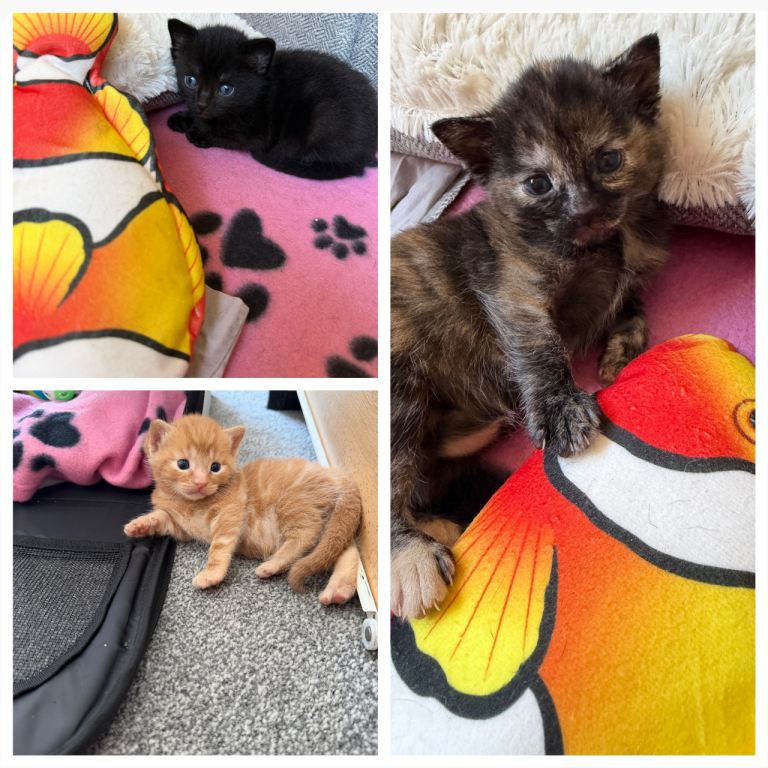 ( SOLD )❤️ BEAUTIFUL BABY KITTEN ❤️