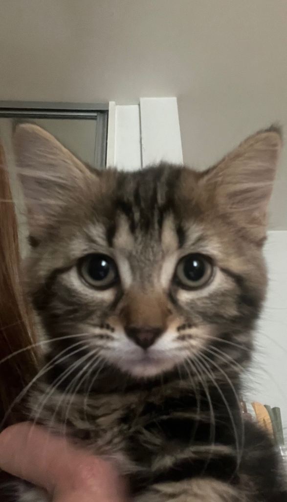 Sweet kittens for sale 🐈‍⬛ 