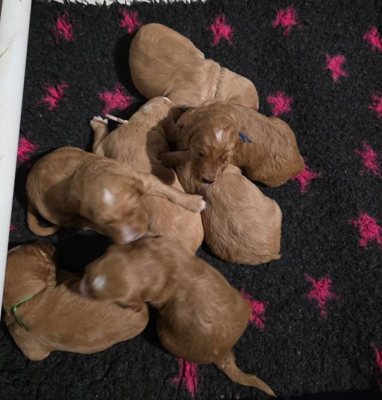 FULLY HEALTH TESTED F1 GOLDENDOODLES 