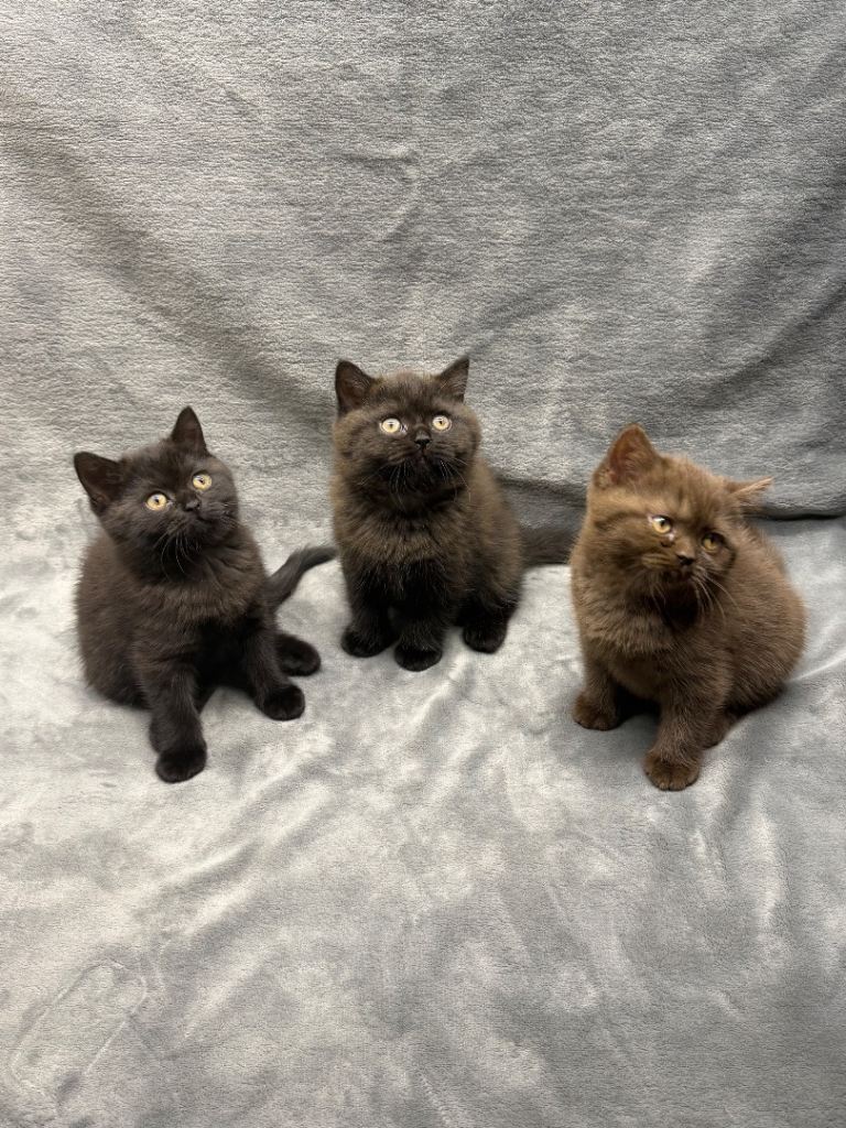 British shorthair