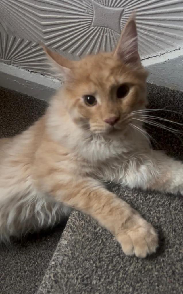Maine coon kittens, 8 months old