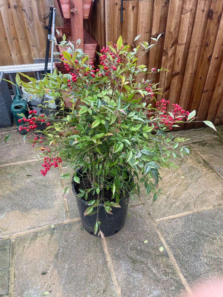 Nandian Domestica x2