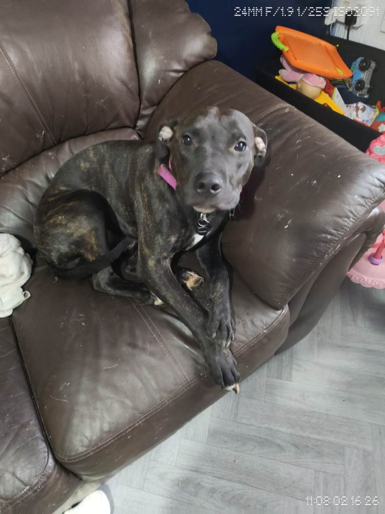 8 month old Scott type American bulldog 