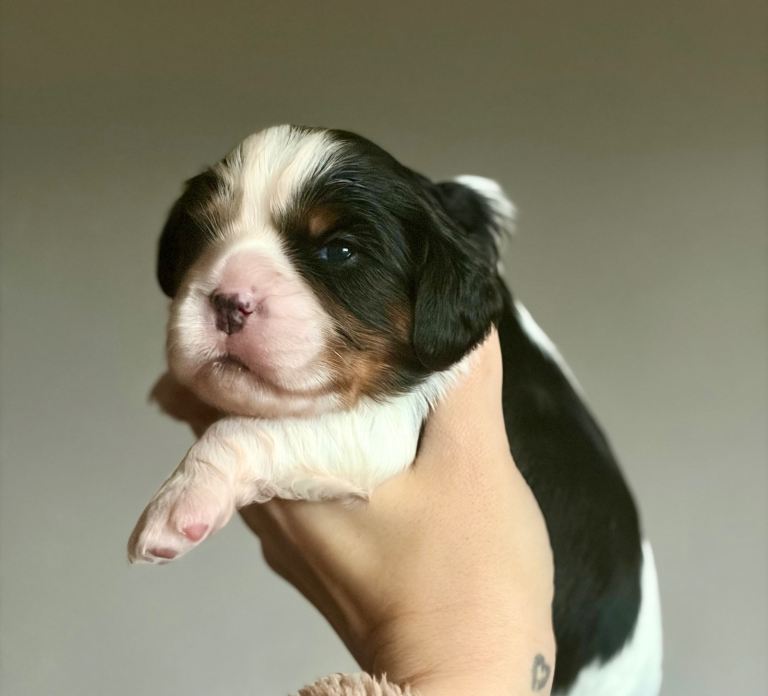 Beautiful cavalier king Charles spaniel puppies 