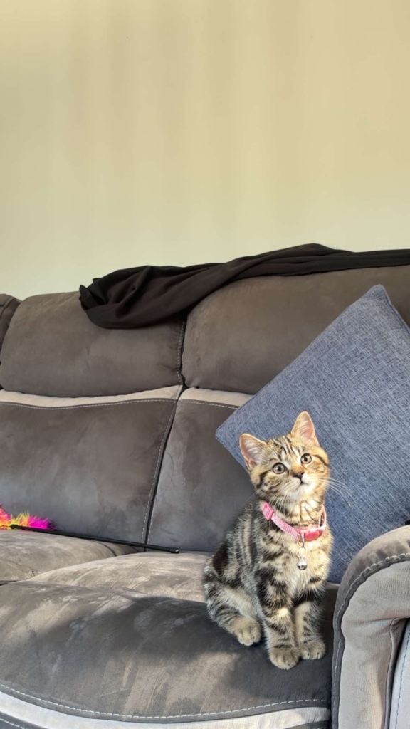 british short hair kitten
