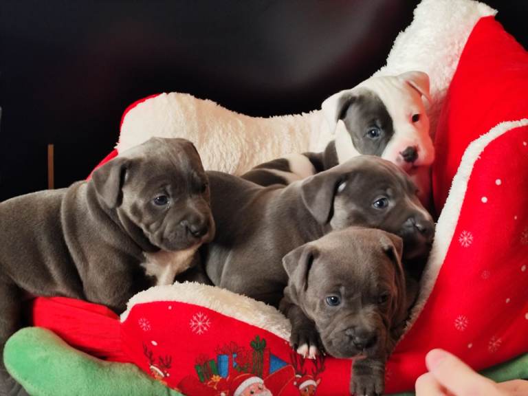 Staffordshire bull terrier puppies 