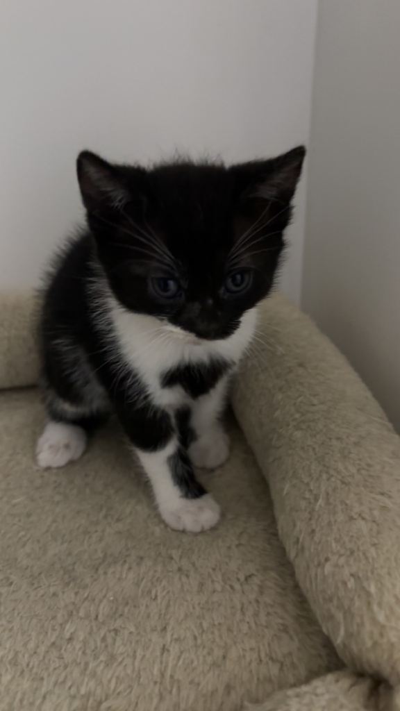 British Shorthair x Domestic Shorthair Kittens