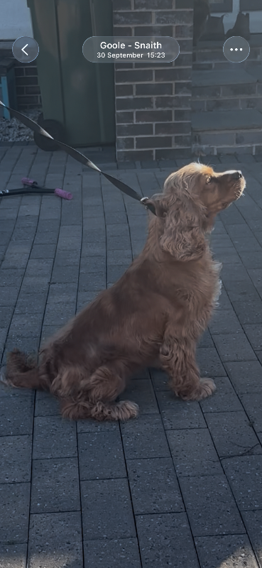 Show type cocker spaniel female 3 yrs old