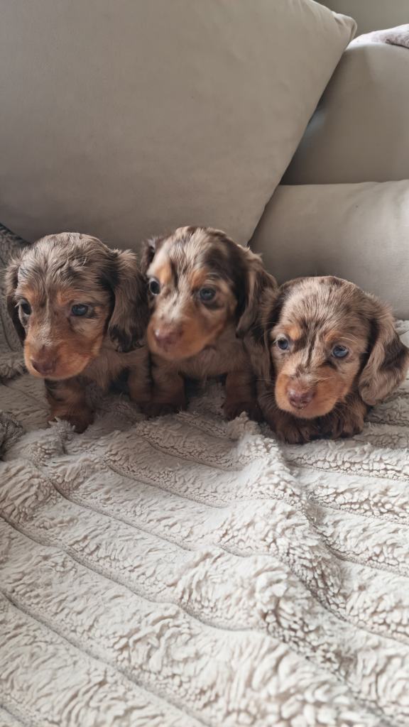 Miniature long hair dachshunds
