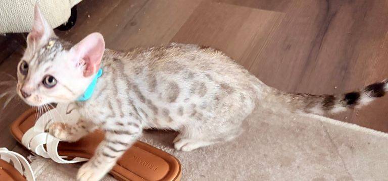 Just 4 adorable Bengal kittens remaining 