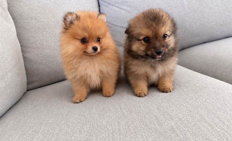 Pomeranian puppies