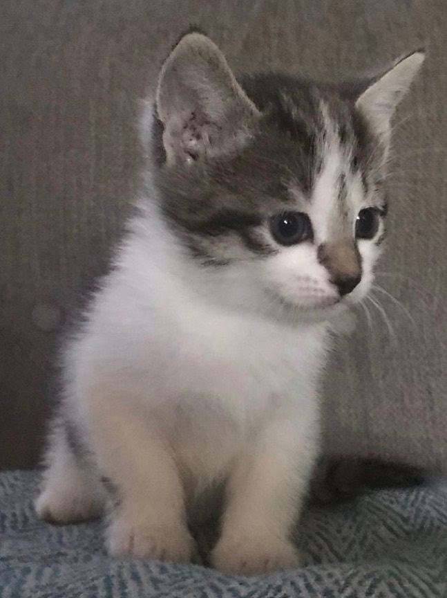  Cute kittens for sale 