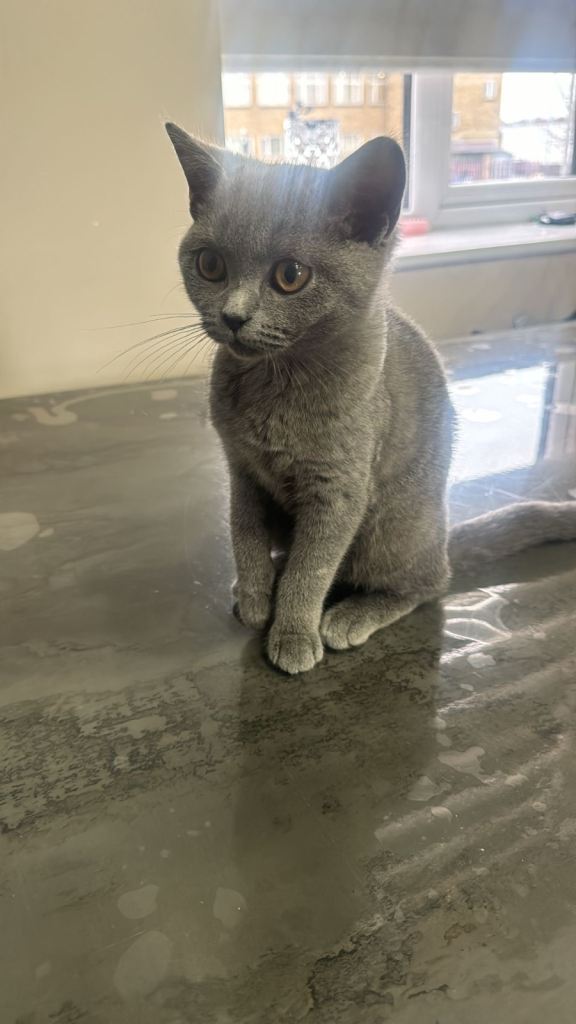 British short hair cat 