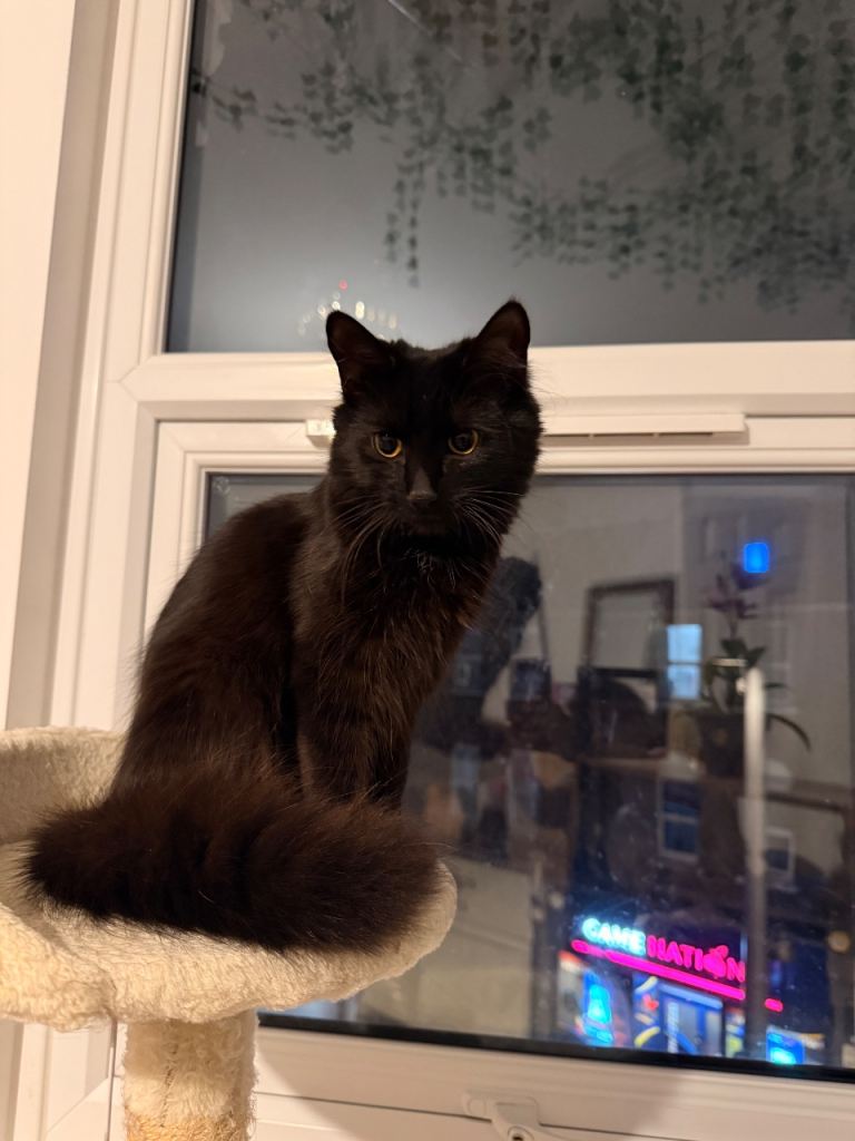 Female cat- with cat accessories 
