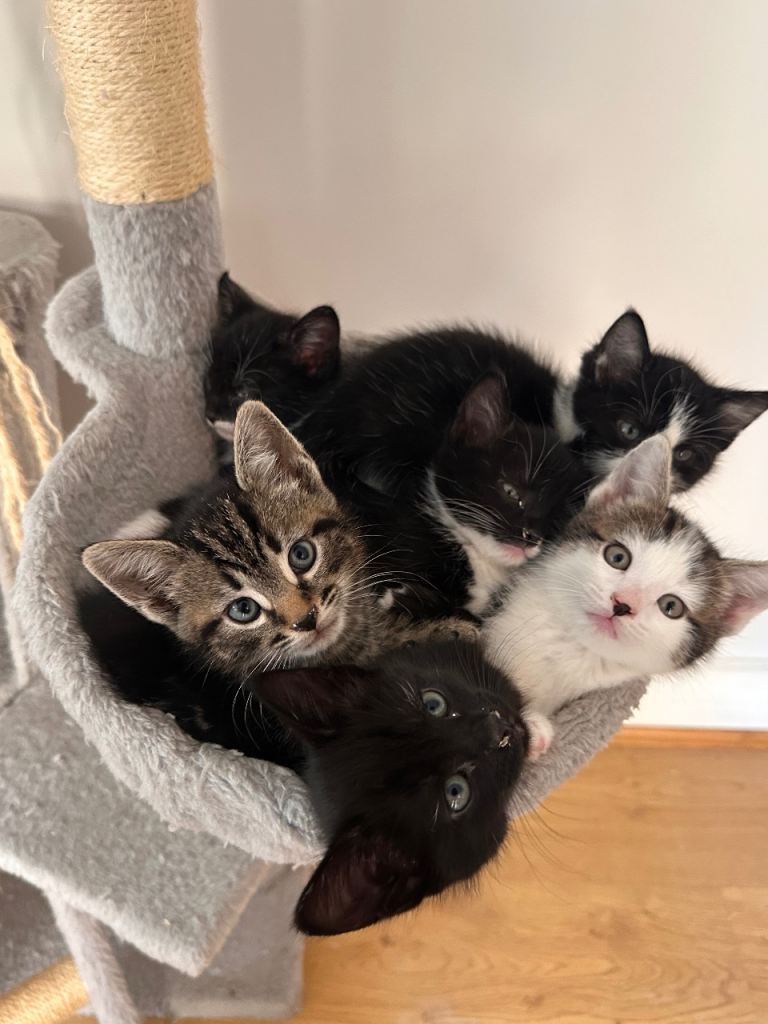 Cats for adoption