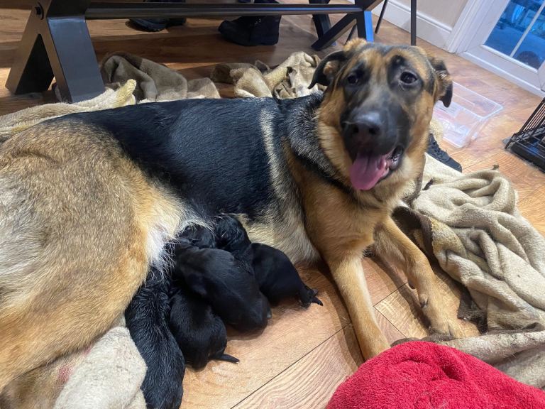 German Shepherd Puppies