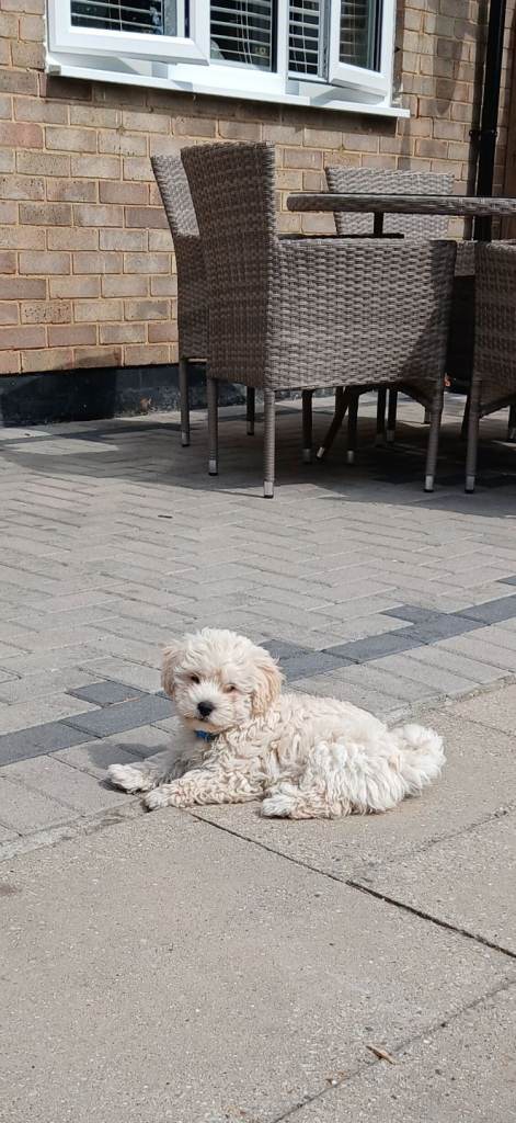 Maltipoo  male puppy 