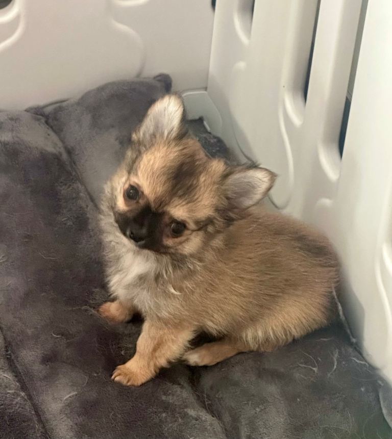 Stunning long coat Chihuahua boy