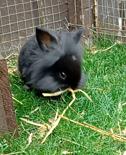 Bunnys