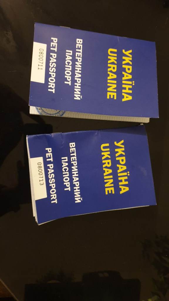 2 adorable mixed rabbits 