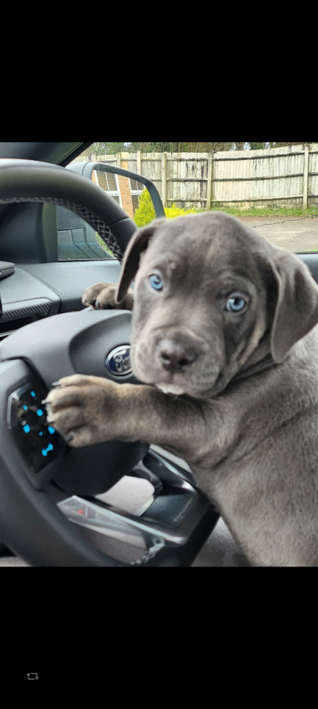 Blue Brindle, cane corso, cross pocket Bully 10 monthss 