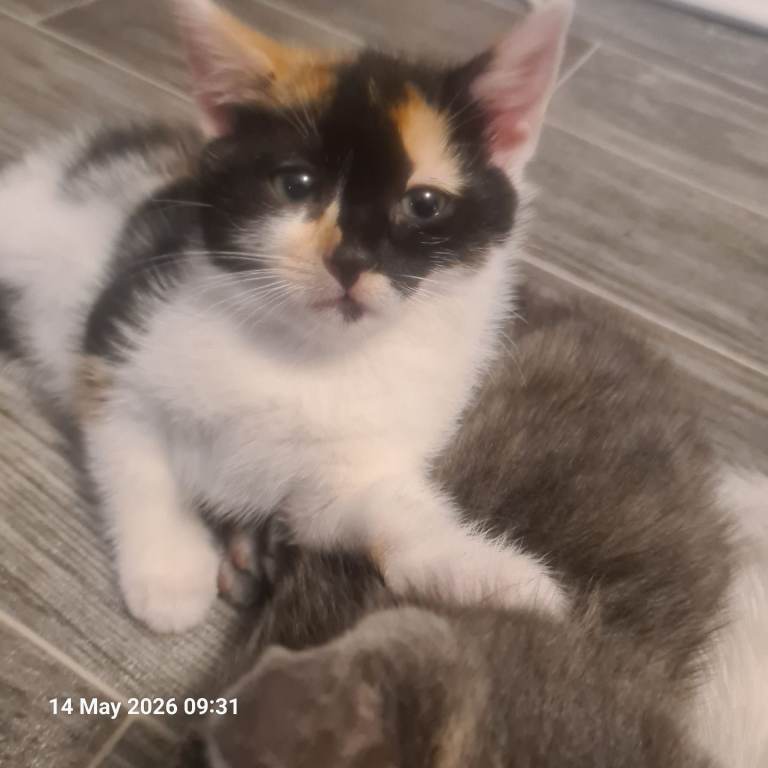 Kittens