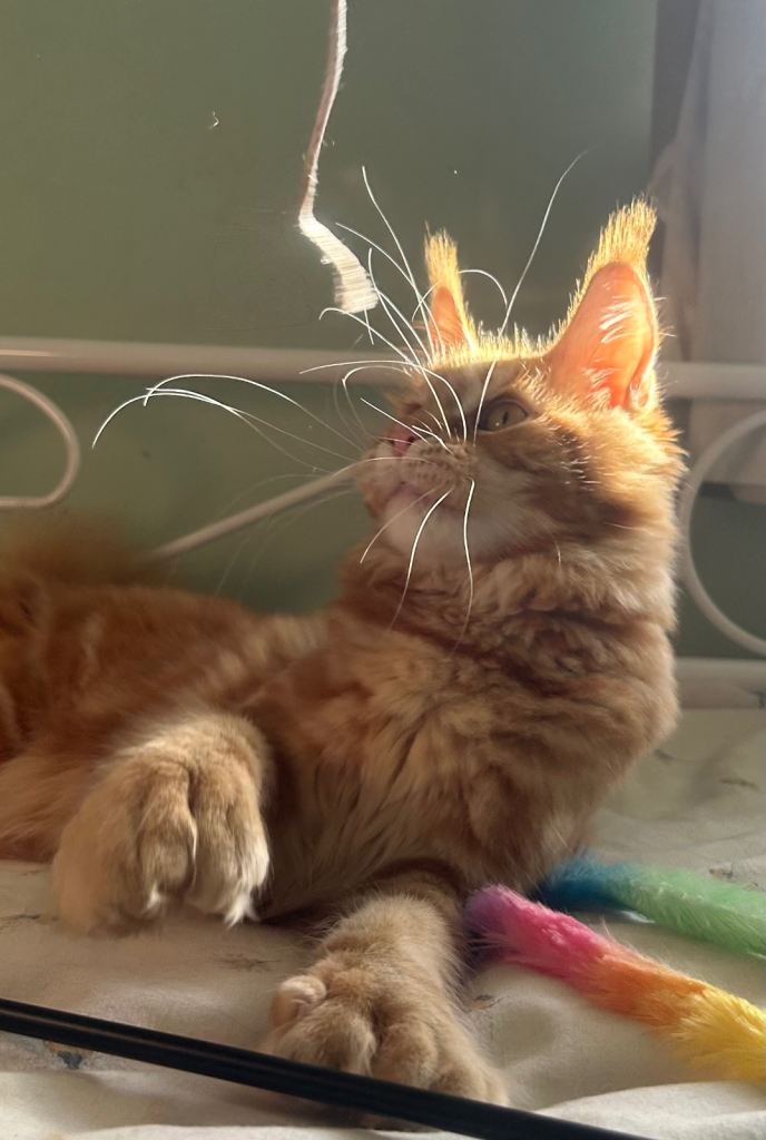 TICA Registered Polydactyl Maine Coon Kitten