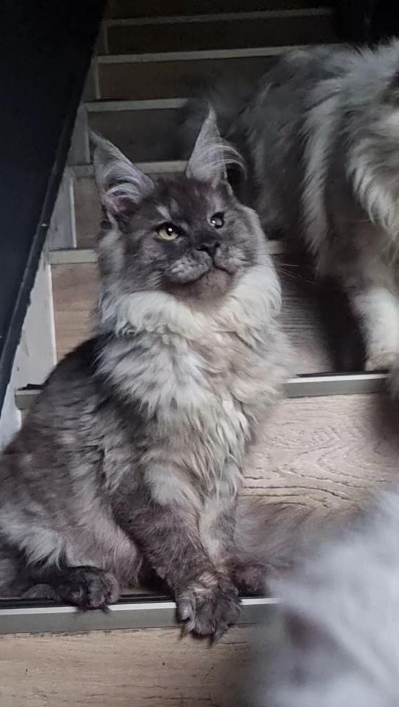 Beautiful Maine Coon Boy Looking for Forever Home