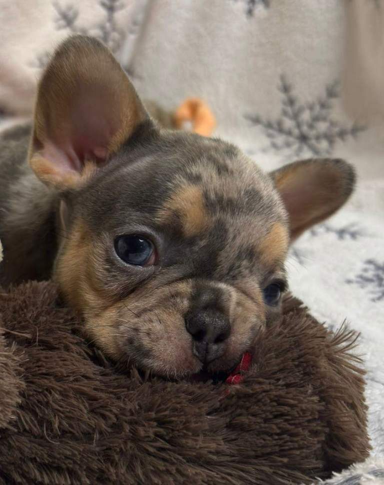 Gorgeous French Bulldog Puppies