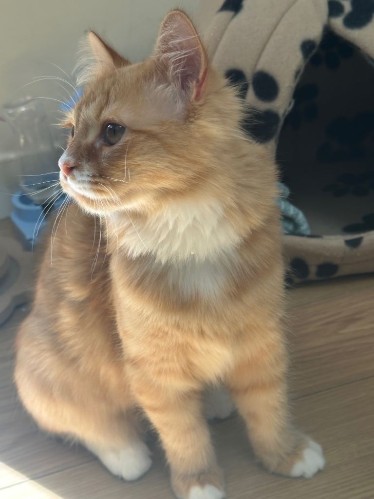 Male kitten 6 months old