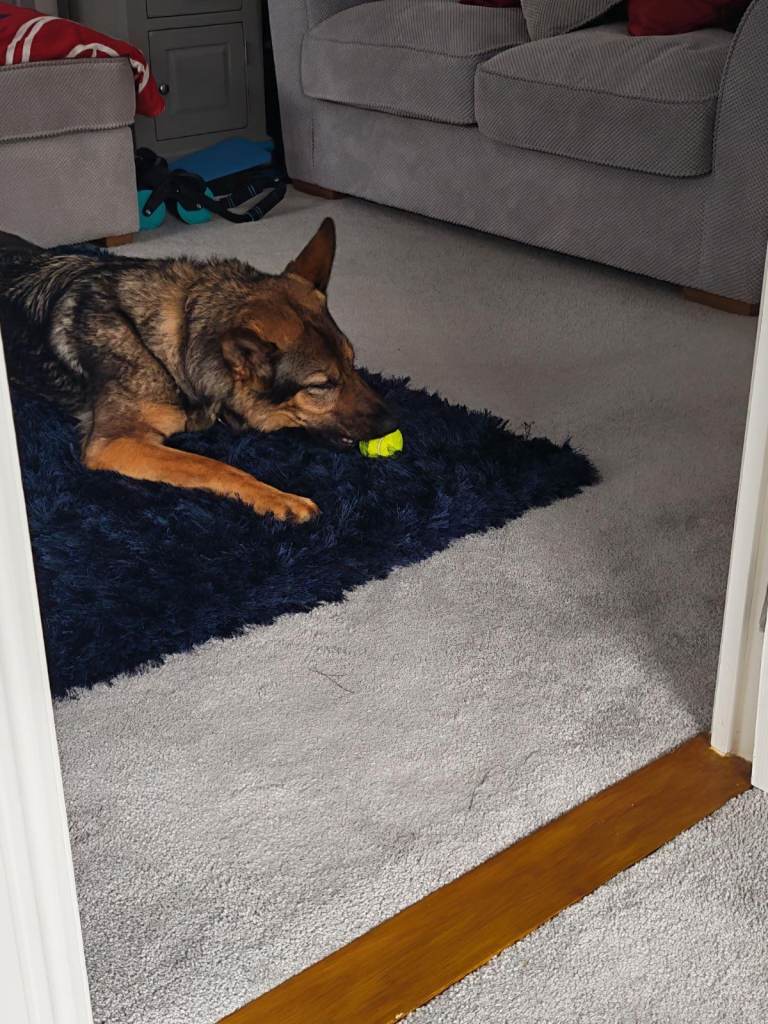 German Shepherd