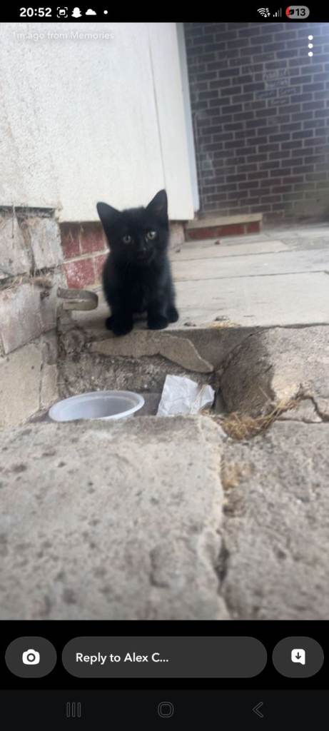 8 week year old kittens 