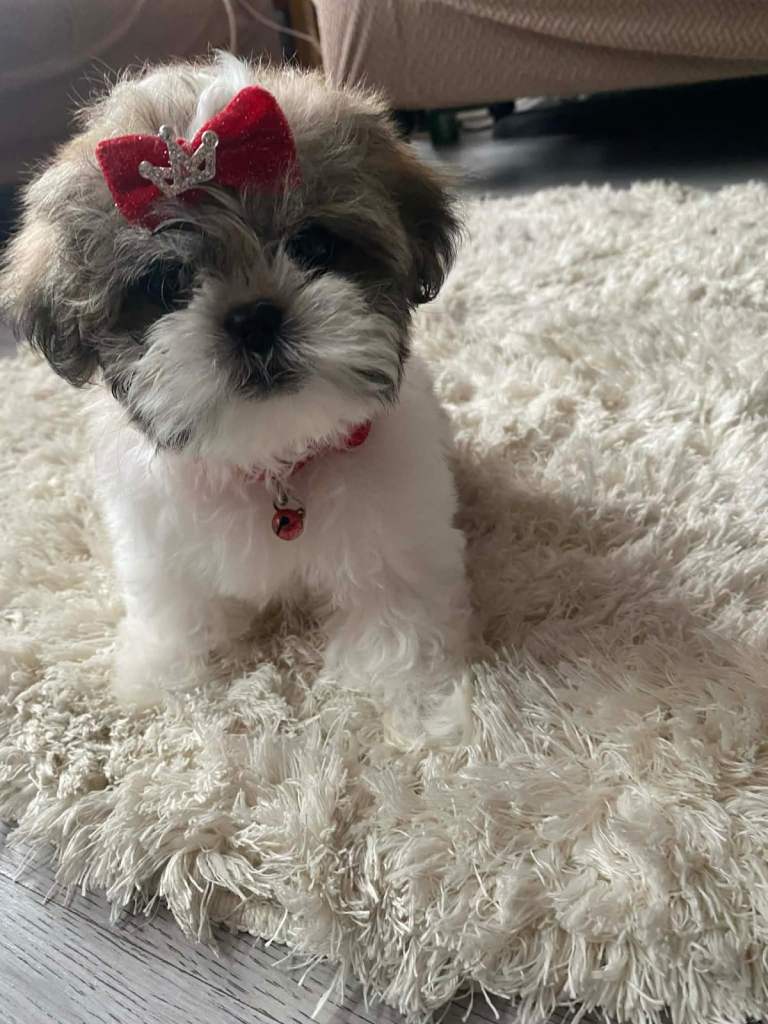 ONLY 1 GIRL Mini Malshi Puppies LEFT