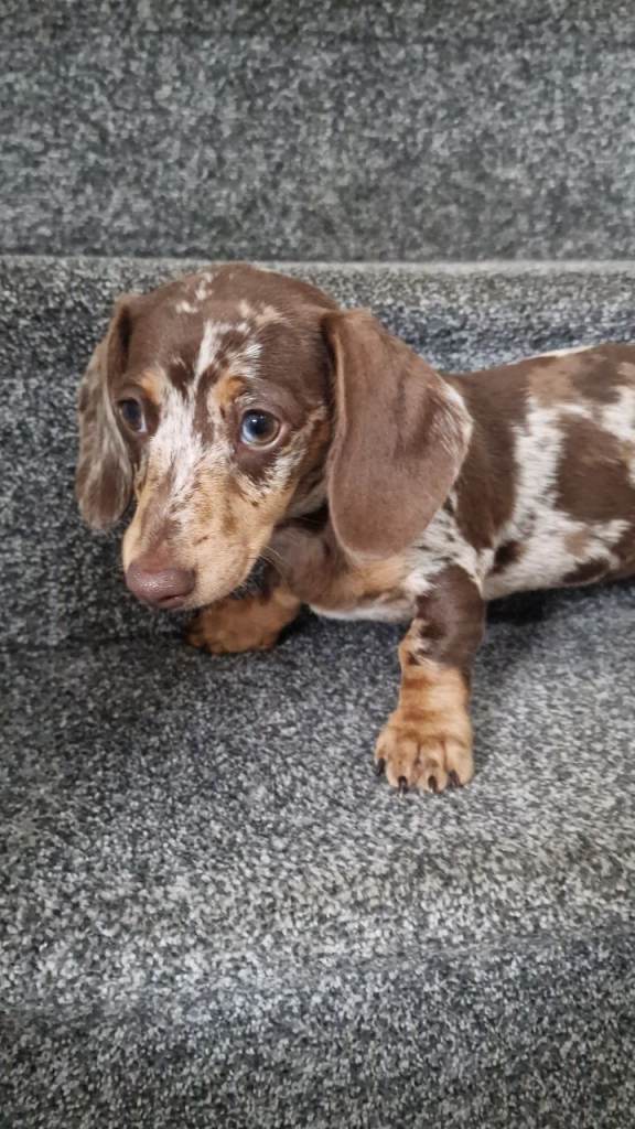 Fully vaccinated READY NOW miniature dachshund puppies