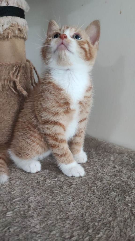 BEAUTIFUL KITTENS 