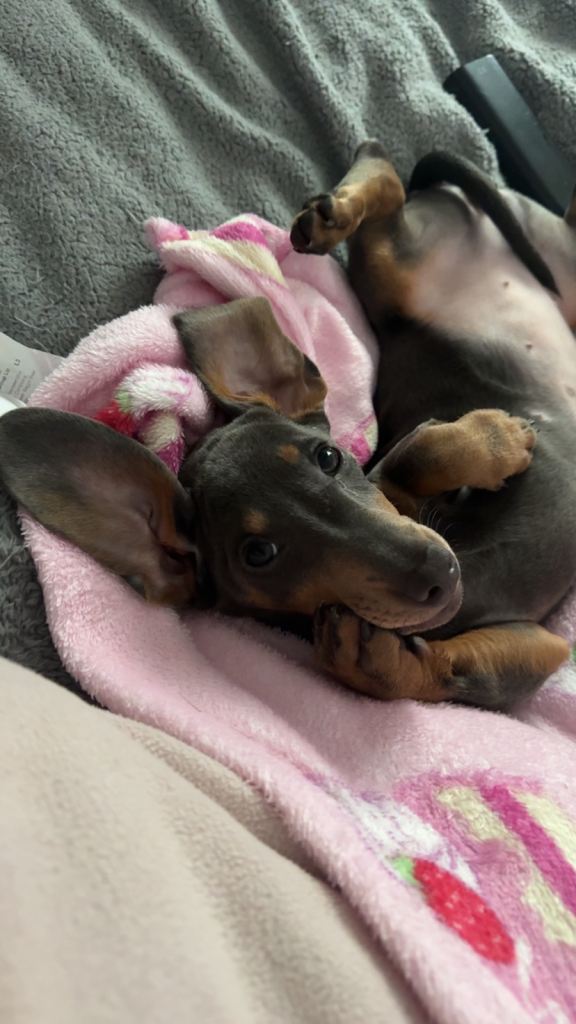 Blue and tan Dachshund girl