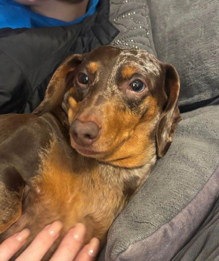 Dachshund female 