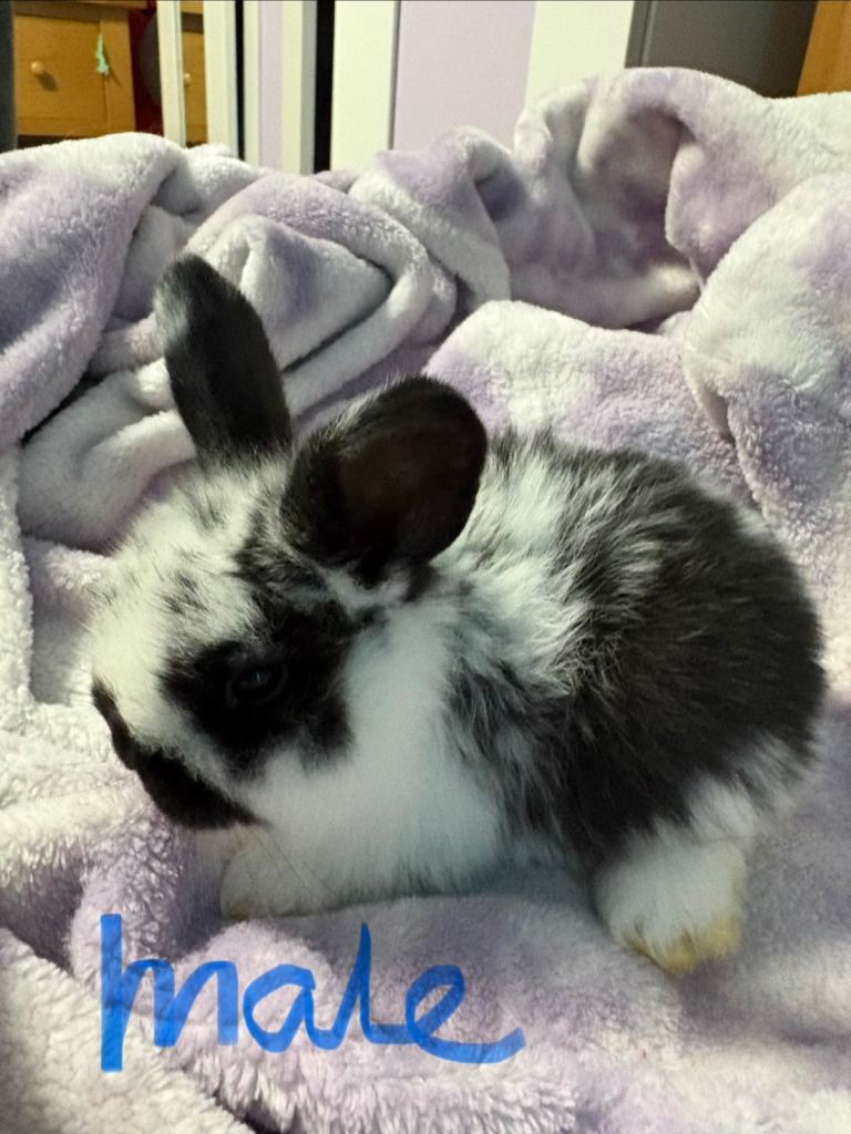 Baby bunnies mini lop cross