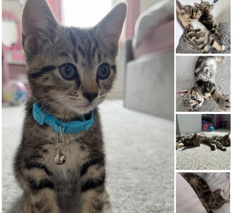 Kitten 