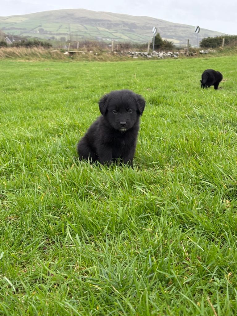 Collie Labrador Retriever mix
