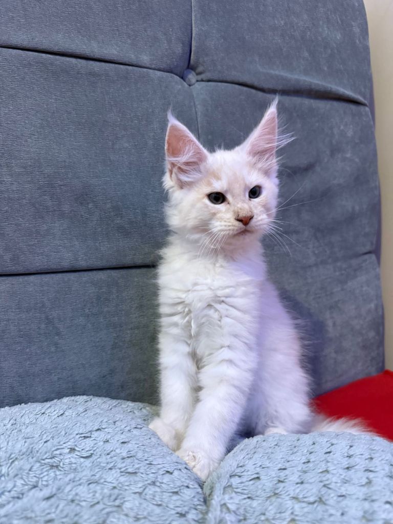 Maine Coon kittens looking for loving homes