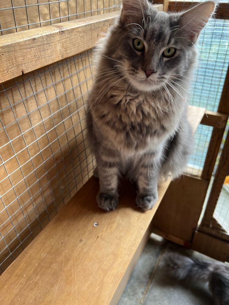 Beautiful Maine Coon Kittens