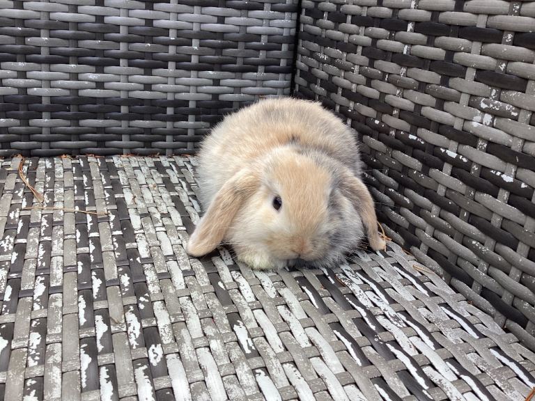 Beautiful mini lop bunnies ready Now,