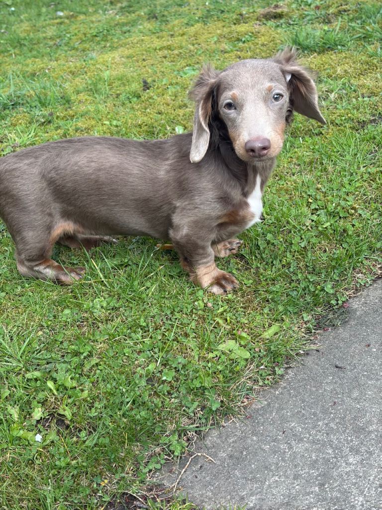 5 month old dachshund