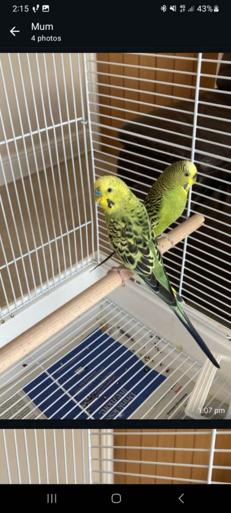 2 Budgies (Male & Female) with Cage & Accessories & Food/Vitamin drops – Good Condition