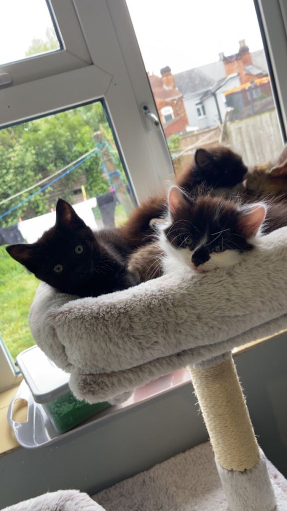 3 female kittens