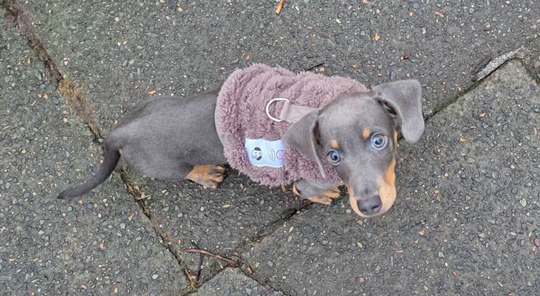 Beautiful blue dachshund 