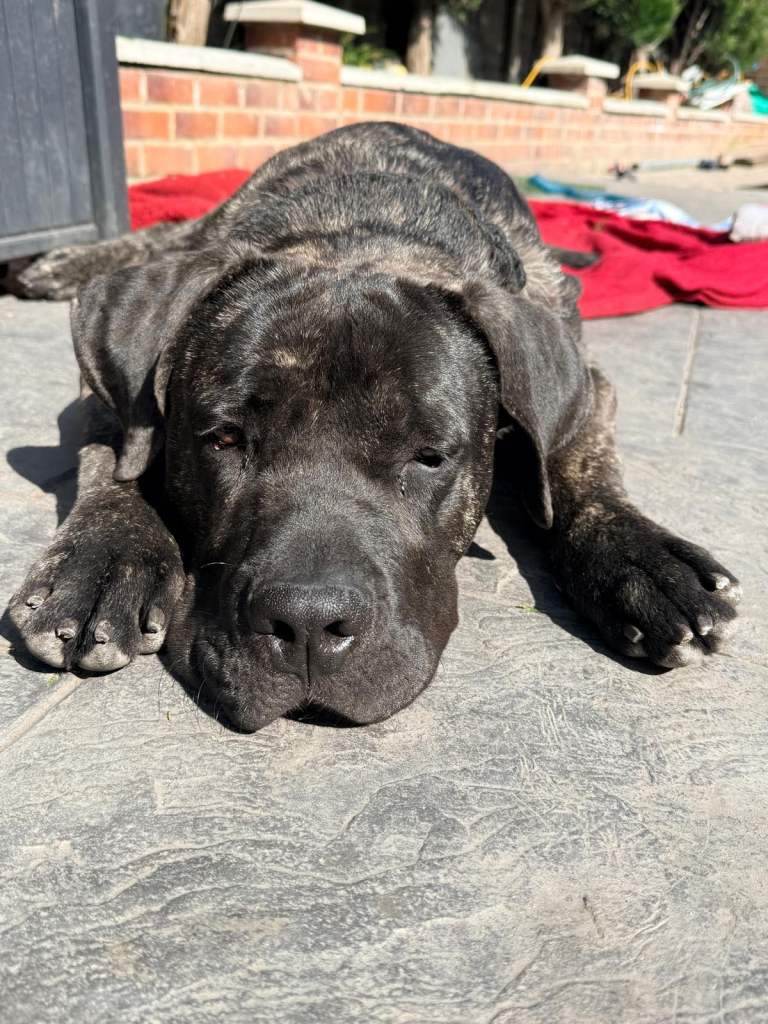 Urgent Sale – Loving Dog Needs a New Home ASAP