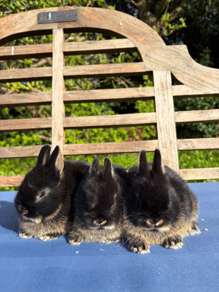 Stunning Pure Bred Netherland Dwarf Rabbits